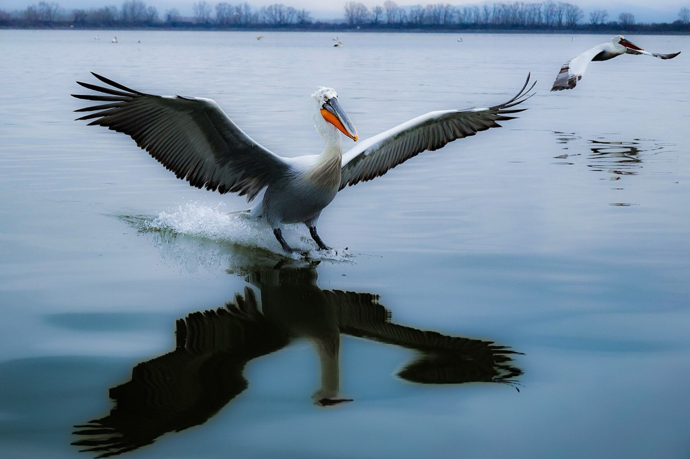 Pelican flying over Lake Kerkini